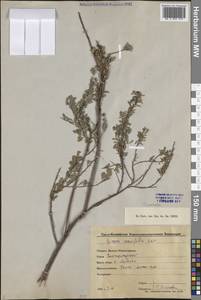 Spiraea crenata L., Middle Asia, Caspian Ustyurt & Northern Aralia (M8) (Kazakhstan)