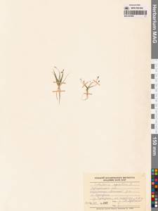 Subularia aquatica L., Siberia, Baikal & Transbaikal region (S4) (Russia)