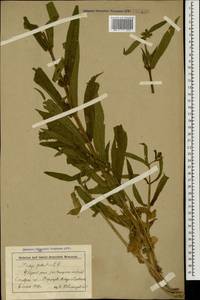 Stachys palustris L., Caucasus, Stavropol Krai, Karachay-Cherkessia & Kabardino-Balkaria (K1b) (Russia)