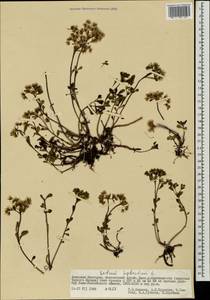 Phedimus hybridus (L.) 't Hart, Mongolia (MONG) (Mongolia)