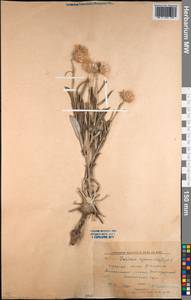 Jurinea cyanoides (L.) Rchb., Middle Asia, Northern & Central Kazakhstan (M10) (Kazakhstan)
