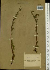 Artemisia pubescens Ledeb., Siberia, Yakutia (S5) (Russia)