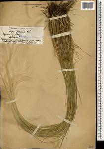 Stipa pennata L., Caucasus, Armenia (K5) (Armenia)