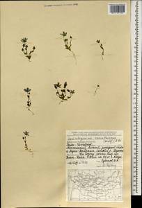 Lomatogonium carinthiacum (Wulfen) Reichenb., Mongolia (MONG) (Mongolia)