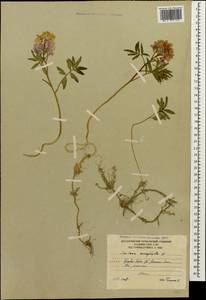 Cardamine abchasica Govaerts, Caucasus, South Ossetia (K4b) (South Ossetia)