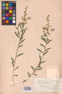 Genista tinctoria L., Eastern Europe, Middle Volga region (E8) (Russia)
