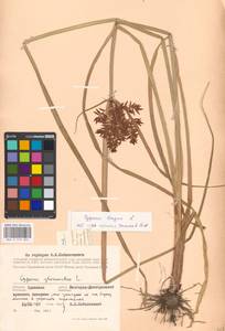 Cyperus longus L., Eastern Europe, South Ukrainian region (E12) (Ukraine)