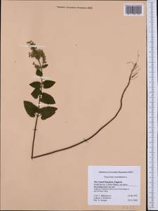 Teucrium scorodonia L., Western Europe (EUR) (United Kingdom)