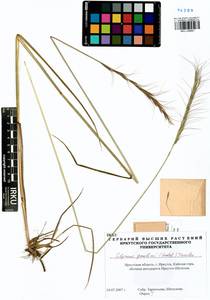 Elymus gmelinii (Trin.) Tzvelev, Siberia, Baikal & Transbaikal region (S4) (Russia)