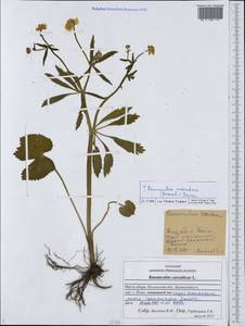 Ranunculus mendax (Markl.) Ericsson, Eastern Europe, Middle Volga region (E8) (Russia)
