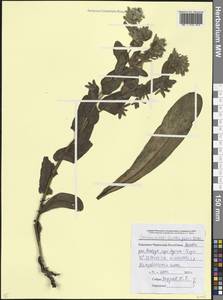 Cerinthe glabra Mill., Caucasus, Stavropol Krai, Karachay-Cherkessia & Kabardino-Balkaria (K1b) (Russia)