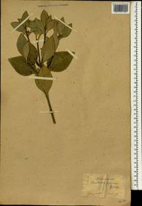 Euonymus japonicus Thunb., South Asia, South Asia (Asia outside ex-Soviet states and Mongolia) (ASIA) (Japan)