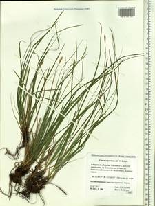 Carex pediformis var. pediformis, Siberia, Russian Far East (S6) (Russia)