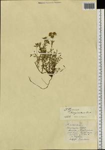 Thymus kirgisorum Dubj., Siberia, Western (Kazakhstan) Altai Mountains (S2a) (Kazakhstan)