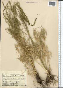 Delphinium semibarbatum Bien. ex Boiss., Middle Asia, Muyunkumy, Balkhash & Betpak-Dala (M9) (Kazakhstan)