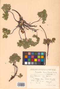 Pulsatilla taraoi (Makino) Takeda ex Zāmelis & Paegle, Siberia, Russian Far East (S6) (Russia)