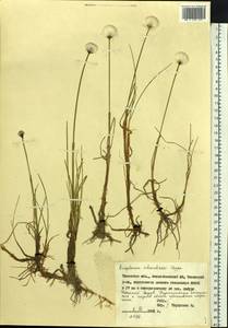 Eriophorum scheuchzeri Hoppe, Siberia, Western Siberia (S1) (Russia)
