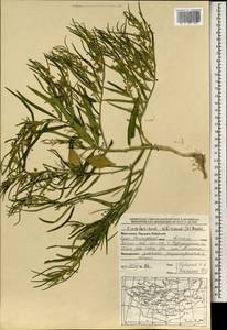 Cynanchum thesioides (Freyn) K. Schum., Mongolia (MONG) (Mongolia)