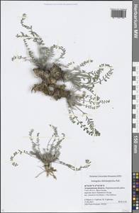 Astragalus dolichophyllus Pall., Eastern Europe, Lower Volga region (E9) (Russia)