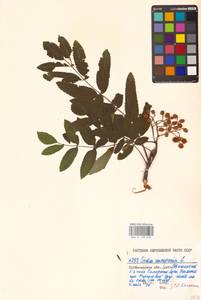 Sorbus aucuparia L., Eastern Europe, Middle Volga region (E8) (Russia)