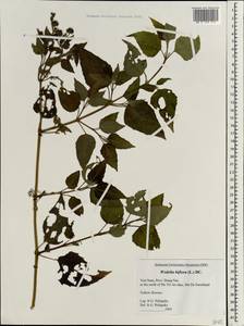 Wollastonia biflora (L.) DC., South Asia, South Asia (Asia outside ex-Soviet states and Mongolia) (ASIA) (Vietnam)