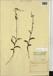Epipactis atrorubens (Hoffm.) Besser, Eastern Europe, Latvia (E2b) (Latvia)
