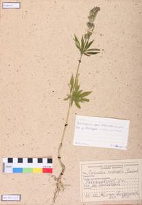 Cannabis sativa var. ruderalis (Janisch.) S. Z. Liou, Siberia, Altai & Sayany Mountains (S2) (Russia)