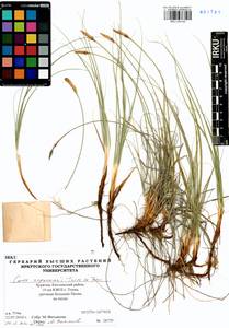 Carex argunensis Turcz. ex Trevir., Siberia, Baikal & Transbaikal region (S4) (Russia)