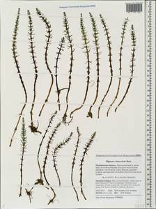 Hippuris ×lanceolata Retz., Eastern Europe, Northern region (E1) (Russia)