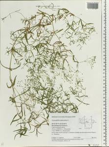 Gypsophila paniculata L., Eastern Europe, Central region (E4) (Russia)