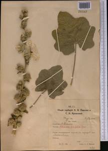 Alcea nudiflora (Lindl.) Boiss., Middle Asia, Northern & Central Kazakhstan (M10) (Kazakhstan)