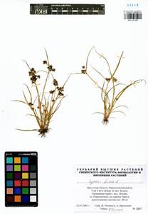 Cyperus fuscus L., Siberia, Baikal & Transbaikal region (S4) (Russia)