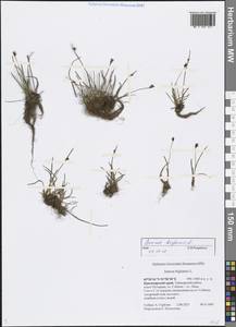 Juncus biglumis L., Siberia, Central Siberia (S3) (Russia)