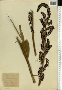 Veratrum nigrum L., Eastern Europe, Central forest-and-steppe region (E6) (Russia)