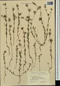 Helianthemum ledifolium subsp. lasiocarpum (Jacques & Herincq) Nyman, Crimea (KRYM) (Russia)