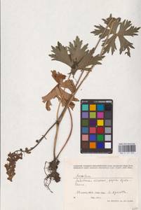Aconitum, Eastern Europe, West Ukrainian region (E13) (Ukraine)