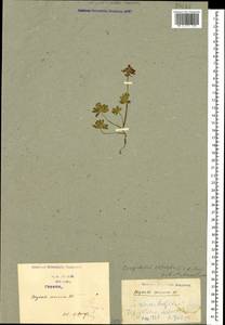 Corydalis alpestris C. A. Mey., Caucasus, Georgia (K4) (Georgia)
