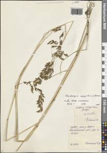 Deschampsia cespitosa (L.) P.Beauv., Caucasus, North Ossetia, Ingushetia & Chechnya (K1c) (Russia)