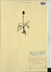 Gymnadenia nigra (L.) Rchb.f., Western Europe (EUR) (Not classified)