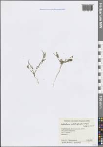 Neotorularia contortuplicata (Steph.) Hedge & J.Léonard, Caucasus, Azerbaijan (K6) (Azerbaijan)