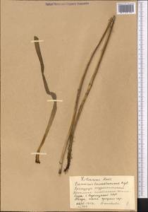Eremurus turkestanicus Regel, Middle Asia, Western Tian Shan & Karatau (M3) (Kyrgyzstan)