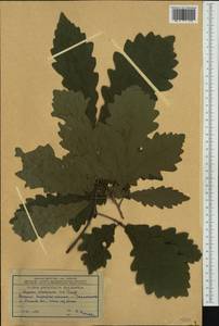 Quercus hartwissiana Steven, Western Europe (EUR) (Bulgaria)