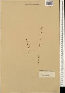 Cruciata pedemontana (Bellardi) Ehrend., Caucasus (no precise locality) (K0)