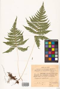 Phegopteris connectilis (Michx.) Watt, Siberia, Chukotka & Kamchatka (S7) (Russia)