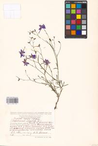 Delphinium consolida subsp. consolida, Eastern Europe, Moscow region (E4a) (Russia)