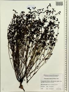 Pedicularis adunca M. Bieb. ex Steven, Siberia, Russian Far East (S6) (Russia)