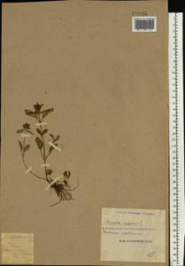 Prunella vulgaris L., Eastern Europe, South Ukrainian region (E12) (Ukraine)