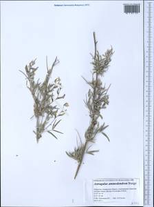 Astragalus ammodendron Bunge, Middle Asia, Caspian Ustyurt & Northern Aralia (M8) (Kazakhstan)
