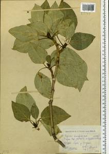 Populus laurifolia Ledeb., Siberia, Western (Kazakhstan) Altai Mountains (S2a) (Kazakhstan)