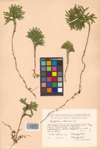 Dendrolycopodium obscurum (L.) A. Haines, Siberia, Russian Far East (S6) (Russia)